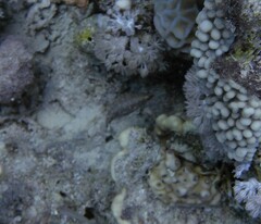 Oxycheilinus digramma