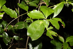 Denhamia celastroides