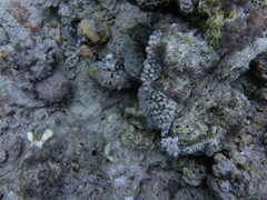 Oxycheilinus digramma