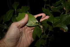 Denhamia celastroides