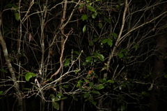 Denhamia celastroides