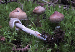 Cortinarius flexipes