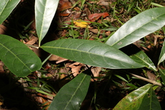 Coelospermum paniculatum