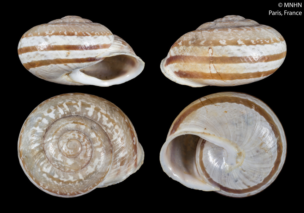Iberus marmoratus rositai