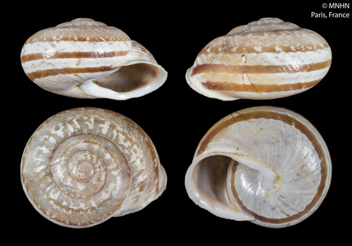 Iberus marmoratus rositai