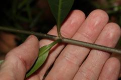 Coelospermum paniculatum