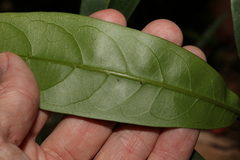 Coelospermum paniculatum