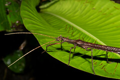 Creoxylus
