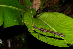 Creoxylus