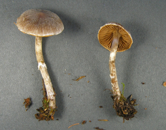 Cortinarius lindstroemii