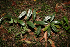 Coelospermum paniculatum
