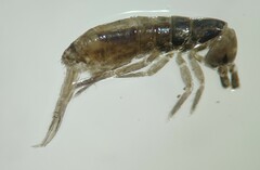 Tomocerus minor