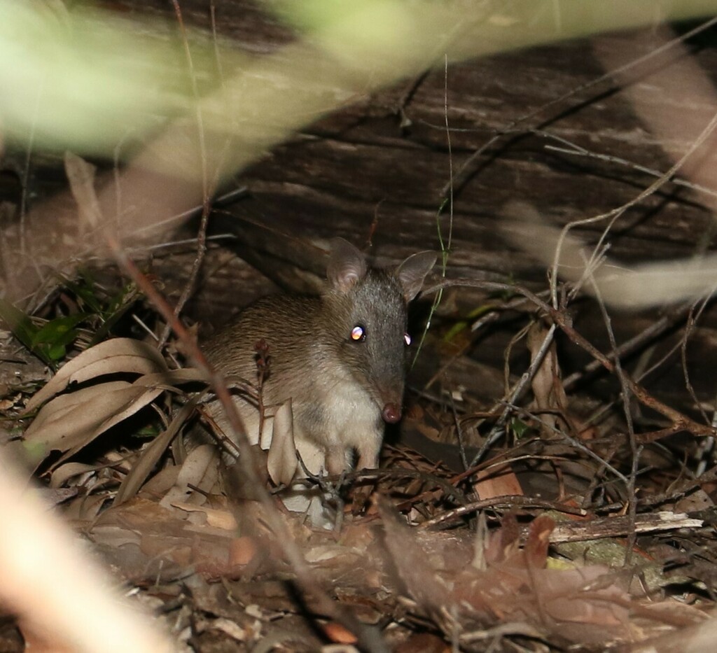 Long-nosed Bandicoot