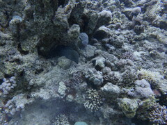 Gymnothorax javanicus