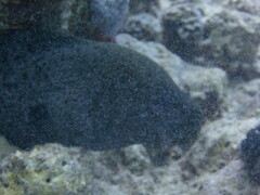 Gymnothorax javanicus
