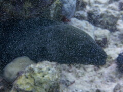 Gymnothorax javanicus