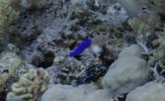 Pseudochromis fridmani