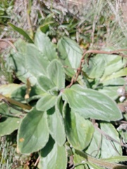 Senecio speciosus