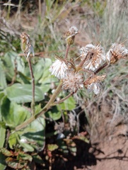 Senecio speciosus