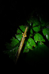 Pseudophasma bispinosum