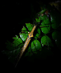 Pseudophasma bispinosum