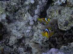 Amphiprion bicinctus