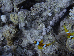 Amphiprion bicinctus