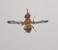 Zeugodacus cucurbitae