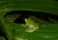Pristimantis omeviridis