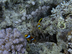 Amphiprion bicinctus