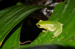Pristimantis omeviridis