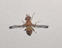 Zeugodacus cucurbitae