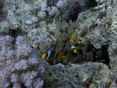 Entacmaea quadricolor