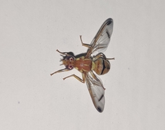 Zeugodacus cucurbitae