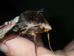 Amplypterus panopus