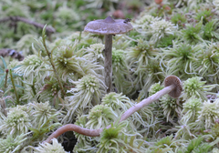 Cortinarius lindstroemii