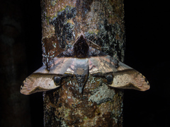 Amplypterus panopus