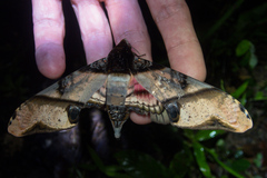 Amplypterus panopus