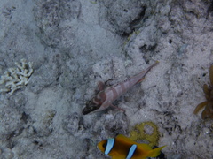 Epinephelus fasciatus