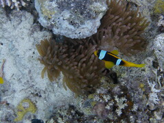 Amphiprion bicinctus