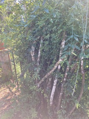 Jasminum