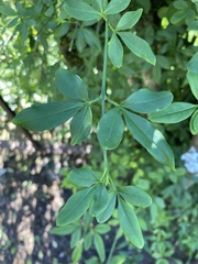Jasminum