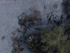 Parapercis hexophtalma