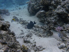 Pseudobalistes fuscus