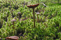 Cortinarius flexipes