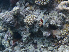 Chaetodon paucifasciatus