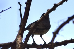 Nectariniidae