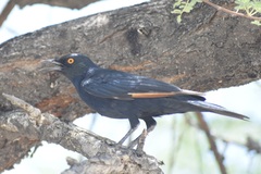 Onychognathus nabouroup