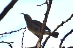 Nectariniidae