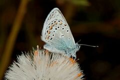Polyommatus eros